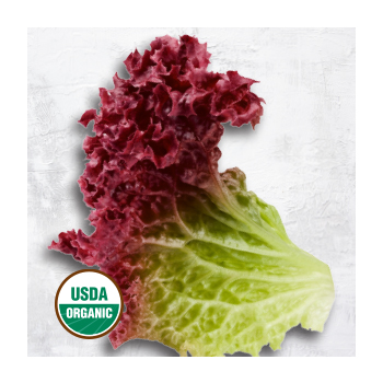 Organic Lettuce Leaf