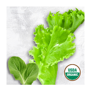 Organic Lettuce Leaves
