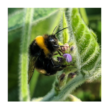 Image of a bee on a leaf