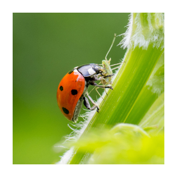 Ladybug Facts & Benefits