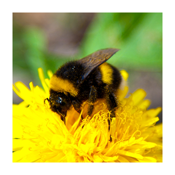 Rusty Patched Bumblebee