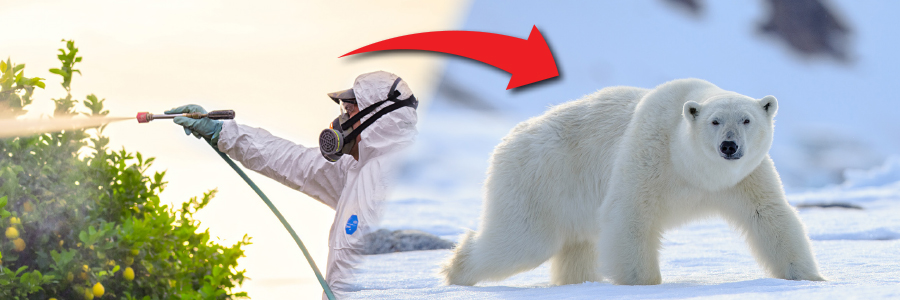 Image of person spraying pesticides and a polar bear