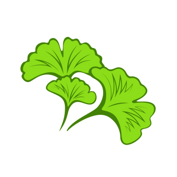 Illustration of ginkgo