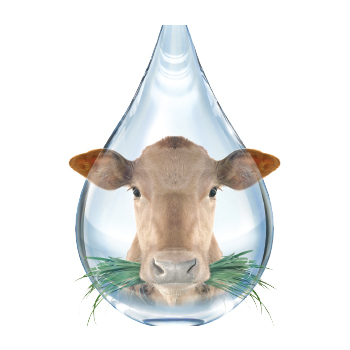 Image of cattle in a water droplet