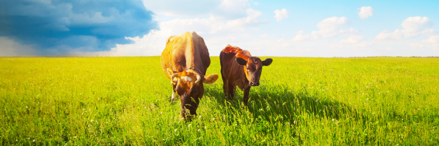 Image of cattle in a field