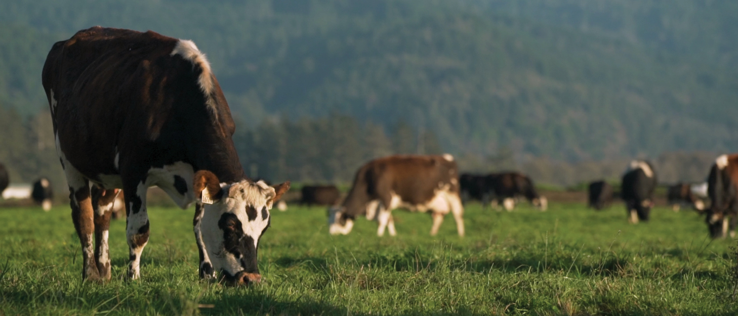 Ecologically Thoughtful Trends