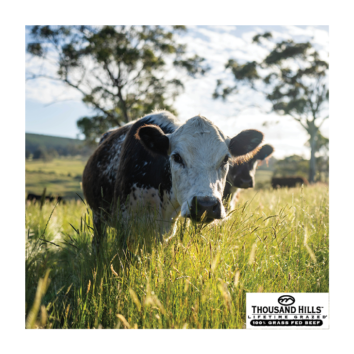 Image of a cow grazing