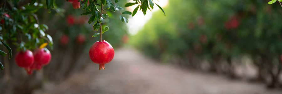 Image of a pomegranate fruit growing from a tree