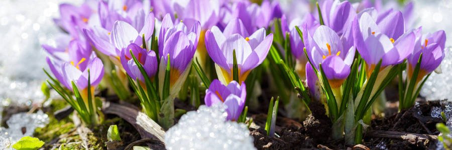 Image of flowers in snow