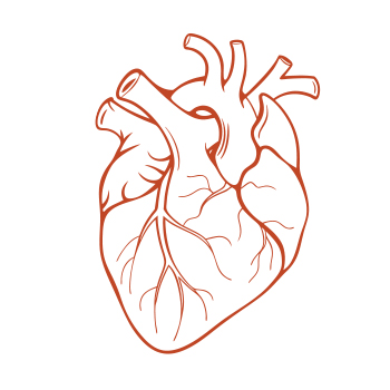 Illustration of a hear