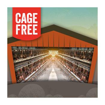 Cage Free Eggs