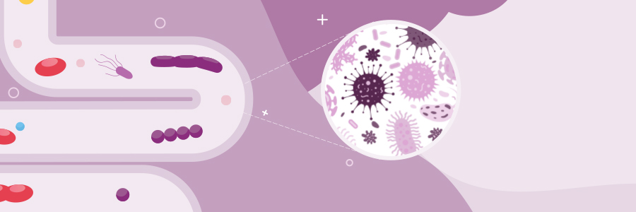 Illustration of GI tract