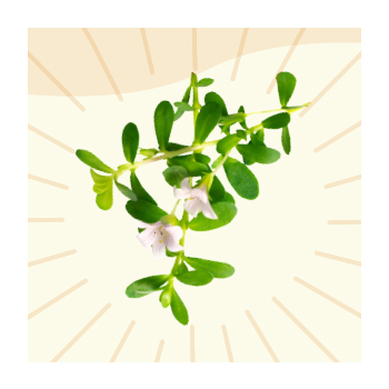 Image of Bacopa