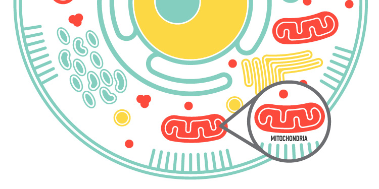 health hotline article mitochondria key to longevity