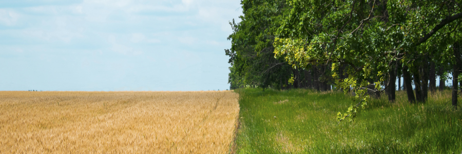 Image of a open field and tree line