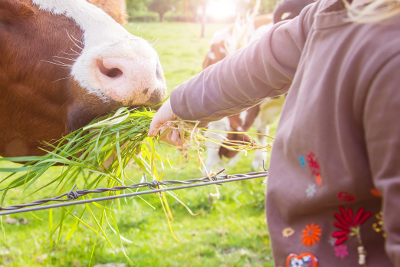 Dairy Product Standard - Child Feeding Cow