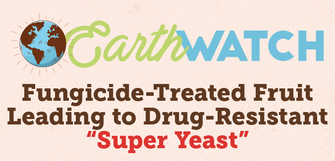 Earth Watch: Fungicide-Treated Fruit Leading to Drug-Resistant “Super Yeast”