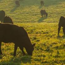 Meat Product Standards