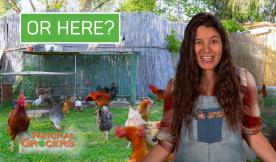 Here vs Here- Free Range Eggs