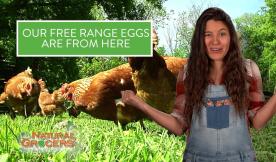 Here vs Here- Free Range Eggs 2